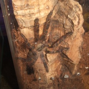 Poecilotheria ornata - Lanka