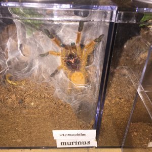 OBT