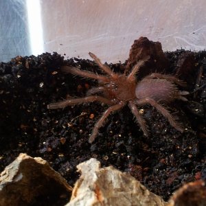 Buzz.......Chilobrachys sp Electric Blue