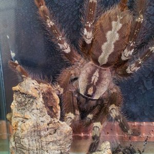 C Lee...... Poecilotheria smithi