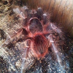 Crimson...... Acanthoscurria sp Red