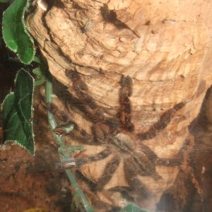 Poecilotheria ornata - Lanka