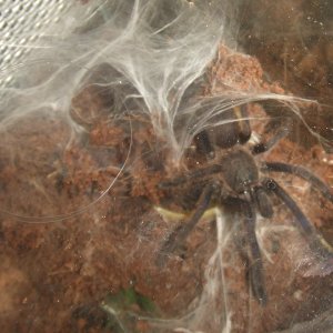 Chilobrachys sp. Blue Vietnam - Han