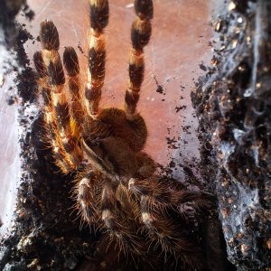 Kabira.....Poecilotheria  hanumavillasumica