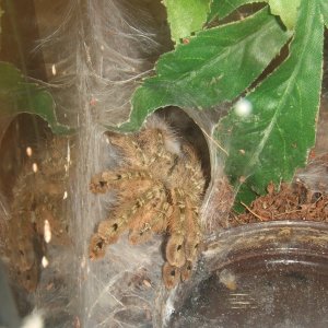 Stromatopelma calceatum - Peanut