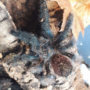 Avicularia so.