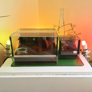 Terrarium Set Ups 2