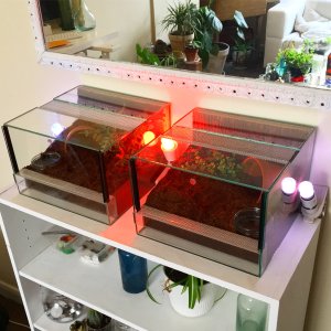 Terrarium Set Ups 1