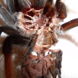 Brachypelma emilia; 3.5" DLS; 8-16-17 Molt date