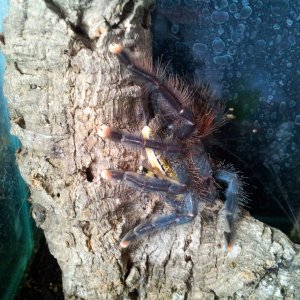 Kumaka....Avicularia sp Blue Velvet