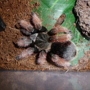 Brachypelma klassi; 3.5" DLS; molt date 8-19-17