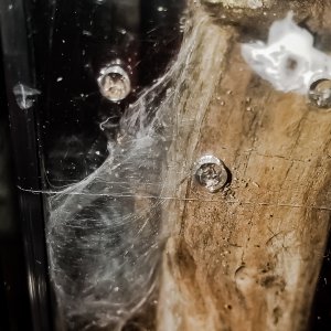 C Versicolor web even better