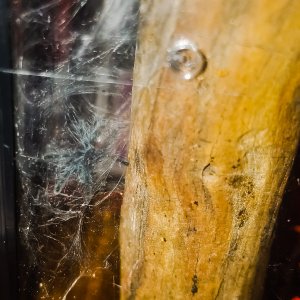 C Versicolor web