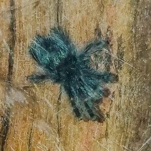 C Versicolor up close