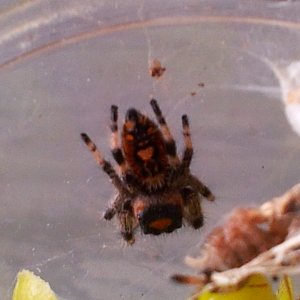 Bungee............Phidippus regius