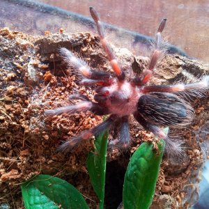 Burrito......Brachypelma auratum