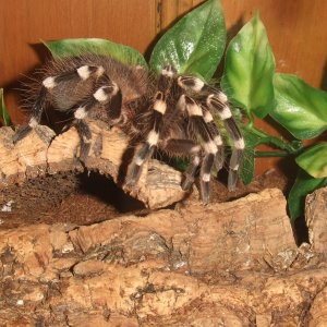 Acanthoscurria geniculata - Rio