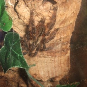 Poecilotheria ornata - Lanka