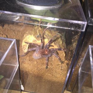 Pterinopelma sazimai (Brazilian blue)