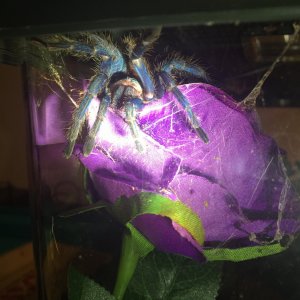 Chromatopelma cyaneopubescens