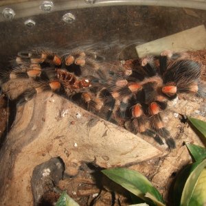 Brachypelma hamorii - Pico