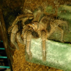 P.cancerides