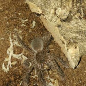 T.stirmi