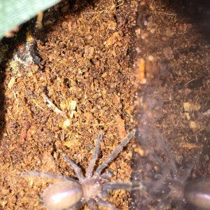 Chilobrachys Dyscolus blue