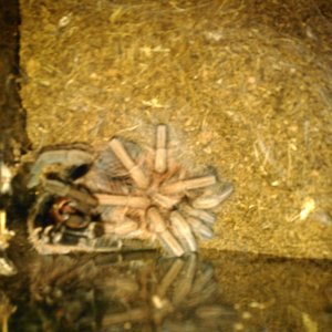 P.cancerides freshly molted