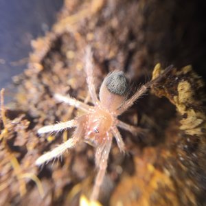 Brachypelma_boehmei