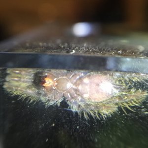 Heteroscodra maculata