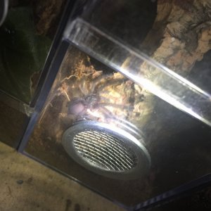 Tapinauchenius violaceus