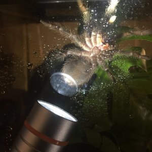 Lasiodora parahybana