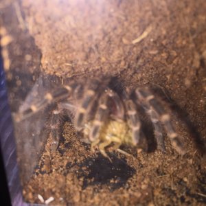 Grammostola pulchripes