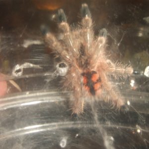 Avicularia minatrix - Autana