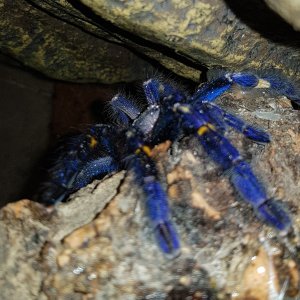 P. Metallica