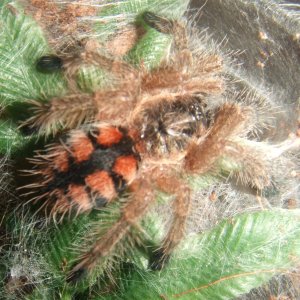 Avicularia minatrix - Autana