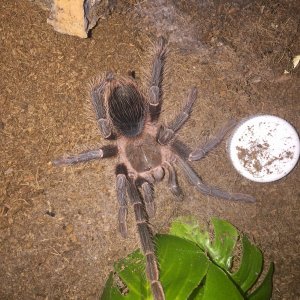 Lasiodora parahybana