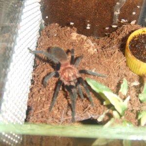 Holothele sanguiniceps - Arima