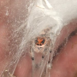 Phidippus regius - Tampa