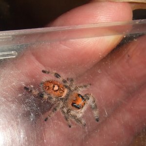 Phidippus regius - Tampa