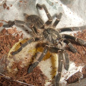 Ceratogyrus darlingii - Saan