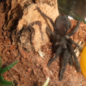 Orphnaecus sp negros - Dewey