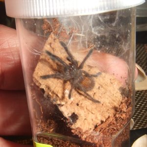 Pterinochilus murinus Usambara - Tanga