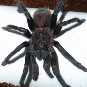 Xenesthis intermedia 6i; 3.5" DLS; Molt Date 9-13-17; Photo'd 9-15-17