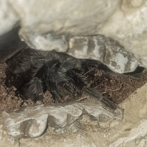 L Klugi after molt