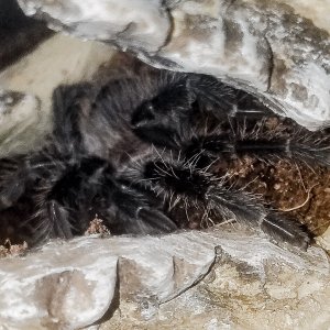 L Klugi after molt