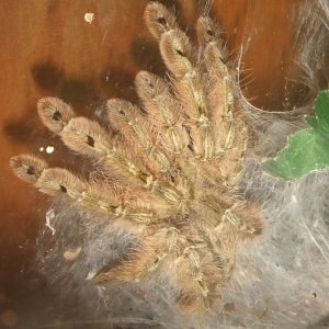 Stromatopelma calceatum - Peanut