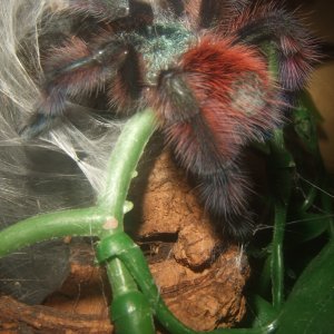 Caribena versicolor - Jazz