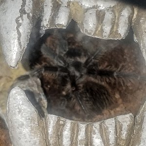 L Klugi after molt